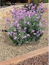 We did not find results for: Shrubs Southwest Desert Plants That Do Well In The Desert Southwest