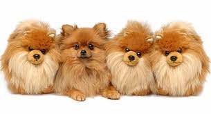 They are all about pleasing their owners and thrive in an environment based on praise and positive reinforcement. Teddy Bear Dog Breeds The Pups That Look Like Cuddly Toys