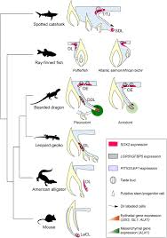 The Alternative Regenerative Strategy Of Bearded Dragon