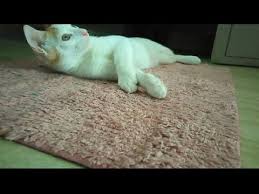 So i don't know how to think like a normal person when bored. Daydreaming Cat S Life Youtube