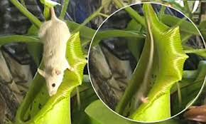 The world is a mystery to little booba. The Mousetrap Flesh Eating Plant Grows 5 Metres High And Dines On Rodents Daily Mail Online