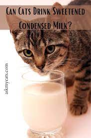 Can Cats Drink Sweetened Condensed Milk Know The Secret Reasons In 2021 Cat Health Care Cat Drinking Condensed Milk
