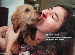 39 Boston Terrier Travel Stock Photos, High-Res Pictures, and Images