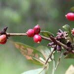 Image result for Cremaspora