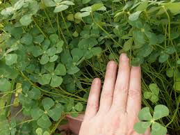 Image result for Marsilea nubica