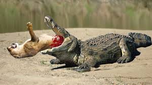Lion Vs Crocodile Fight Video Lion Vs Crocodile Real Fight To Death Animals Wild Mexican Hairless Dog Animals