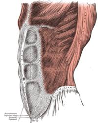 Muscles in your chest and abdomen contract (tighten) to create a slight vacuum around your lungs. Abdomen Wikipedia
