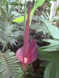 ~lily of the nile~ devils tongue amorphophallus bulbifer live potd small plant. The Beautiful Tongue Of The Devil A Konjac Rottenbotany