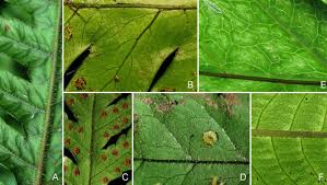 Image result for Tectaria fernandensis