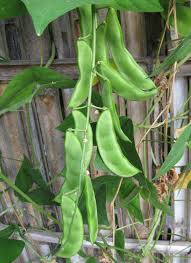 We did not find results for: Poisonous Plants Lima Beans Awkward Botany