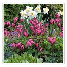 Dicentra Amore Rose Fern Leaf Bleeding Heart In 2020 Shade Plants Shade Perennials Plants