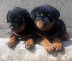 547 results for rottweiler puppies for sale. Rottweiler Puppy For Sale Rottweiler Dogs Puppie Price In Lagos Mainland Nigeria Olist