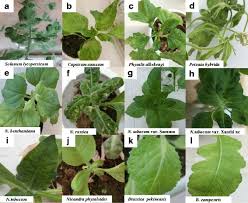 Maybe you would like to learn more about one of these? Tomato Mosaic Virus Wikipedia