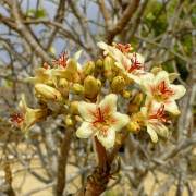 Image result for Sterculia rogersii