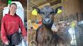 Decline in Organic Farming Continues Across Sweden, Most Affected Region is Dalarna
