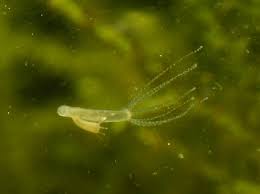 Image result for Phylohydrax