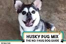 Husky Pug Mix: Introducing the Hug!