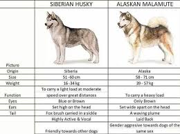Malamute Vs Husky Recherche Google Alaskan Husky Malamute Husky Alaskan Malamute