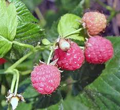 Image result for Rubus adolfi-friederici