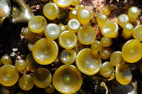 Image result for Stolzia heiligenthalii