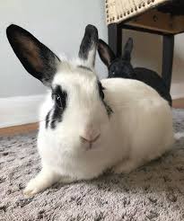 We did not find results for: Funny Bunny Services Home Facebook