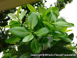 Image result for Calophyllum inophyllum