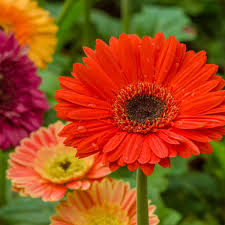 Image result for Gerbera