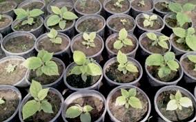 Kiwis Offer Pakistan Mountain Communities Livelihood Options Icimod