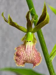 Image result for Eulophia