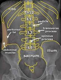 Sciency root words make anatomical parts harder to memorize. Doctoon X Ray Abdominal Anatomy Facebook