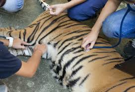 Devenir Soigneur Animalier 2021 Metier Formations Salaire