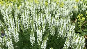 Download flower garden stock photos. Large Clump Of Tall White Stock Footage Video 100 Royalty Free 1012822091 Shutterstock
