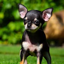 Like other teacup breeds, these dogs have overwhelming appeal because of their size. 1 Chihuahua Puppies For Sale In Texas Uptown