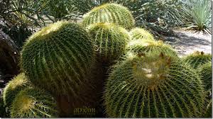 If they are not too heavy for a single digging up the plants: Arizona Barrel Cactus What To Know About A Dangerous Plant Of Awesome Beauty Atridim News Journal