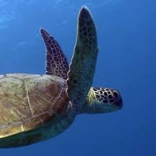 Biology podcast crew looks into stinger season and the Great Reef Census