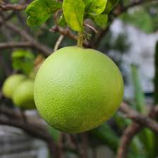 Image result for Citrus maxima