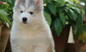 In addition, most of our siberian huskies have beautiful striking blue eyes. Free Siberian Husky Puppies Near Me Free Husky Puppies For Sale