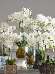 Pin On Vanda Orchids