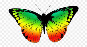 Maybe you would like to learn more about one of these? Butterfly With Many Colors Butterfly Wing Black And White Free Transparent Png Clipart Images Download