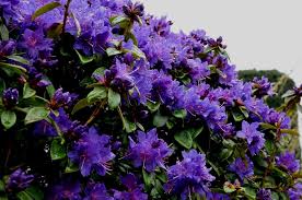 You will find a high quality lavender color flowers at an affordable. Purple Blue Rhododendrons Sunnyside Nursery