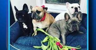Law enforcement sources tell tmz. Lady Gaga S Dogs Stolen In Hollywood Shooting Cbs News