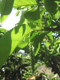 Image result for Antidesma vogelianum