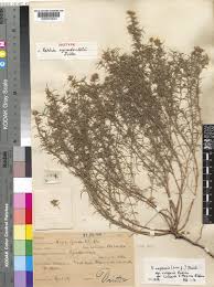 Image result for Vahlia