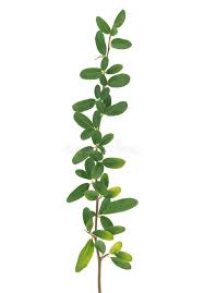 Image result for Pyracantha cf. crenulata