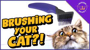 Apply toothpaste on the toothbrush and start rubbing its front teeth from the outside. Top Tips For Brushing Your Cat Even If They Hate It Youtube