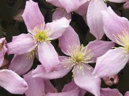 That is going to be big fun. Clematis Super Night