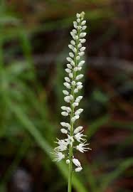 Image result for Chlorophytum colubrinum