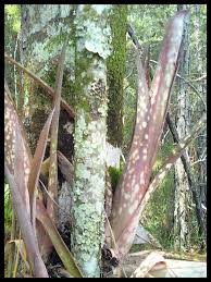 Image result for Billbergia