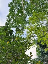 Image result for Allophylus ferrugineus