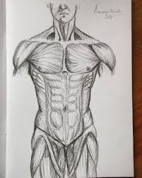 New users enjoy 60% off. Rodory On Twitter Torso Muscles Retweet If You Like Art Sketch Sketchbook Anatomy Drawing Draw Pencil Traditionalart